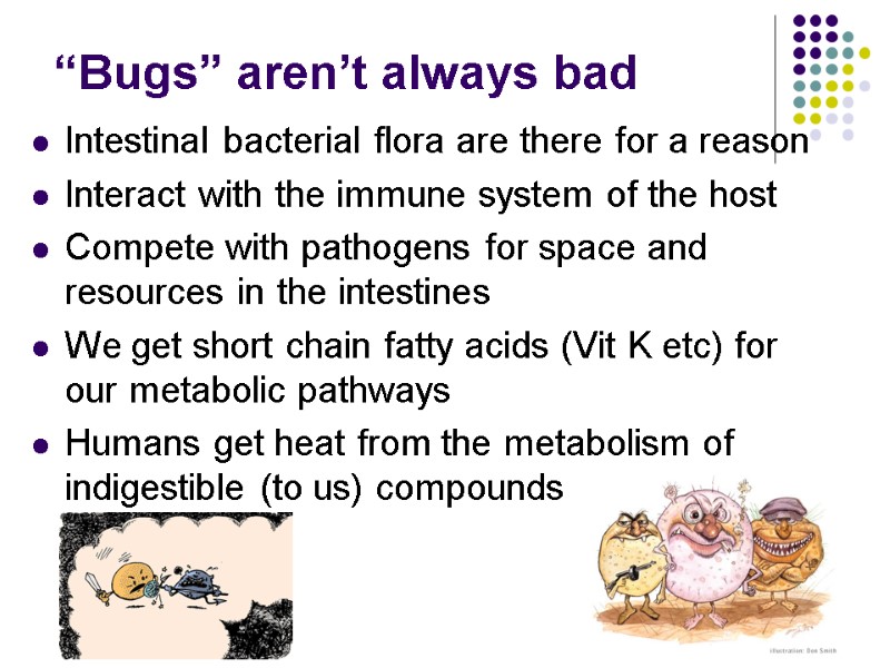 “Bugs” aren’t always bad Intestinal bacterial flora are there for a reason Interact with